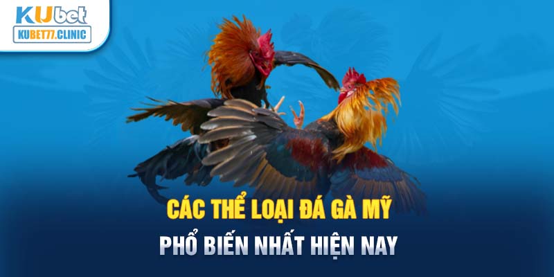 Các thể loại đá gà Mỹ phổ biến nhất hiện nay