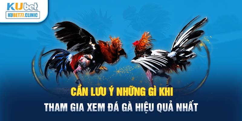 Cần lưu ý những gì khi tham gia xem đá gà hiệu quả nhất