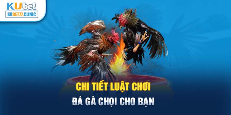 Chi tiết luật chơi đá gà chọi cho bạn