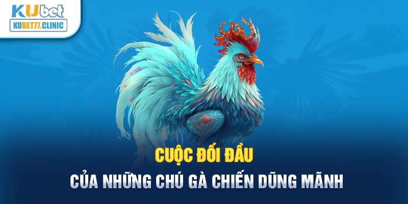 Cuộc đối đầu của những chú gà chiến dũng mãnh