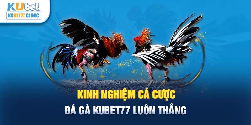 Kinh nghiệm cá cược đá gà Kubet77 luôn thắng