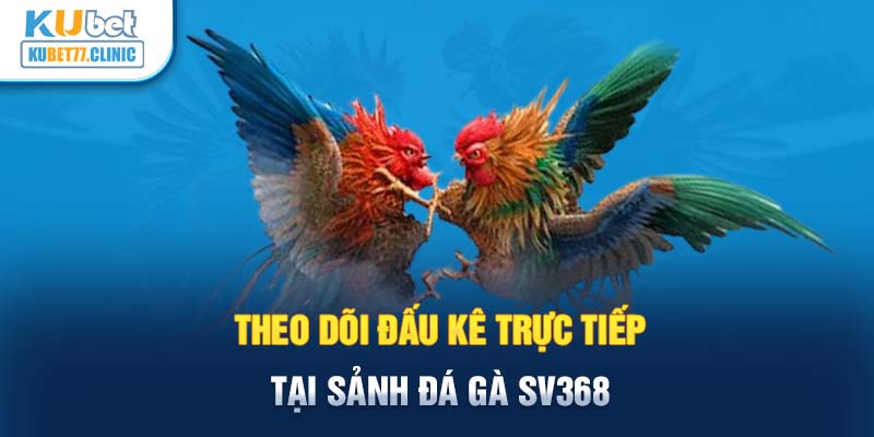 Theo dõi đấu kê trực tiếp tại sảnh đá gà SV368